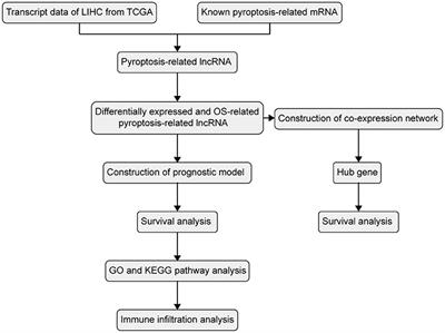 NLRP6-Dependent Pyroptosis-Related lncRNAs Predict the Prognosis of Hepatocellular Carcinoma